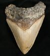 Bargain Megalodon Shark Tooth #7465-1